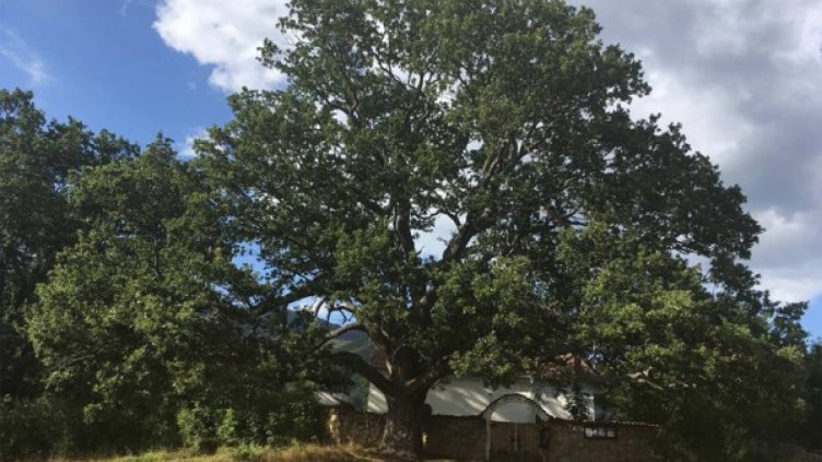 Можем да гласуваме все още за дръвото в Насалевци