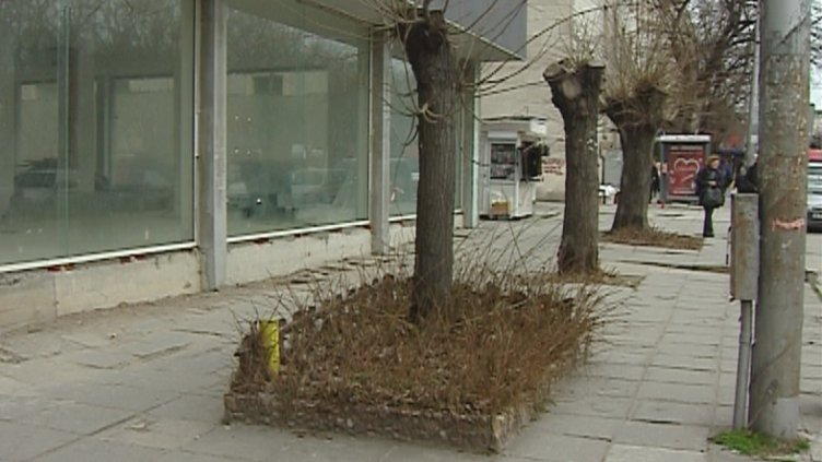 Дърветата на бул. „Съборни“ в центъра на Варна са били старателно пробити и напоени с нафта.
