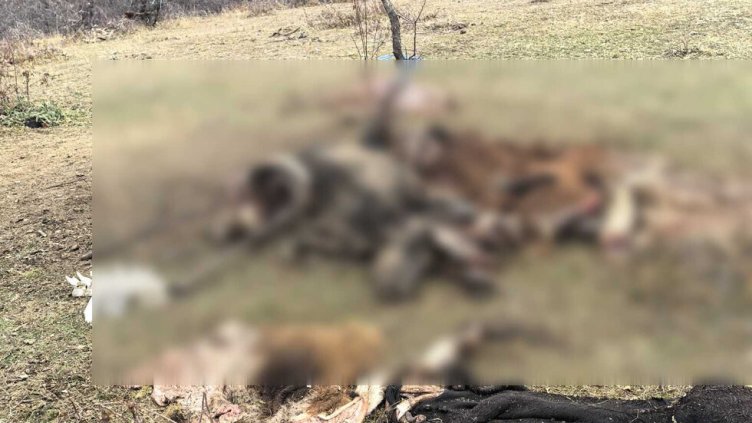 Резерват „Джендема” е изправен пред екологична криза след находката от трупове на животни