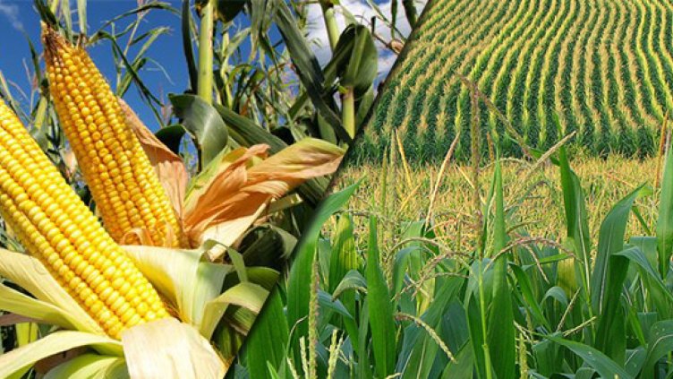 25% спад на БГ експорта на царевица