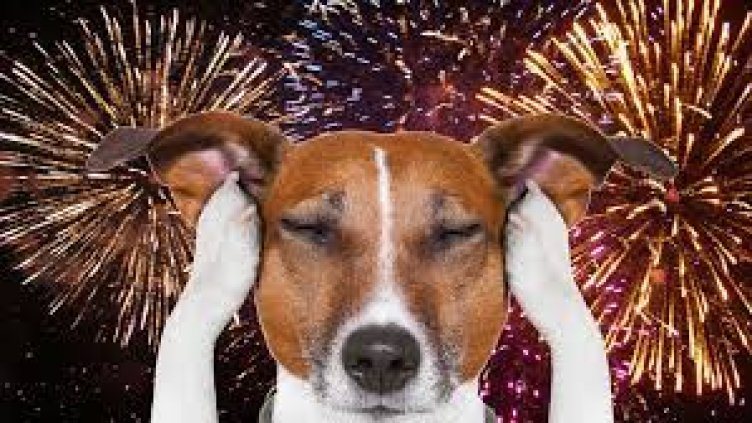 Как да спестим мъките на домашния любимец от новогодишната заря