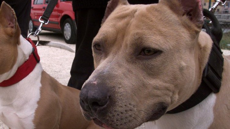 Питбул нападна и нахапа петима души в Хасково
