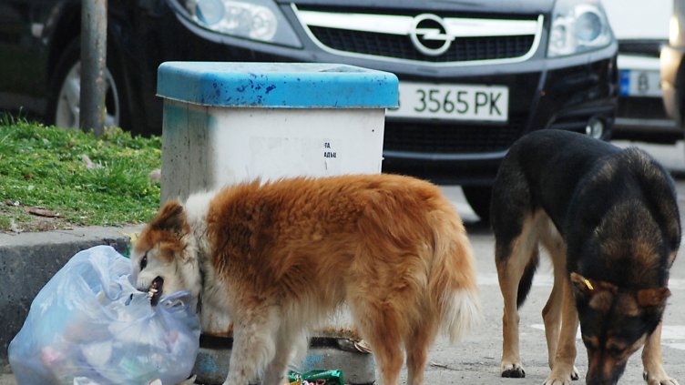 ПРЕЗ ЕСЕНТА И ЗИМАТА много собственици на вили изоставят домашните си любимци и бездомните кучета по улиците се увеличават. Снимка ПЛАМЕН ГУТИНОВ