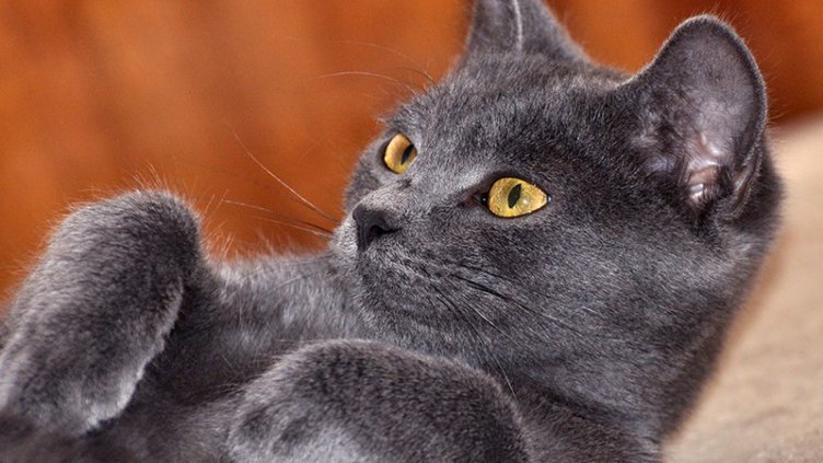Котка взе стопаните си за заложници