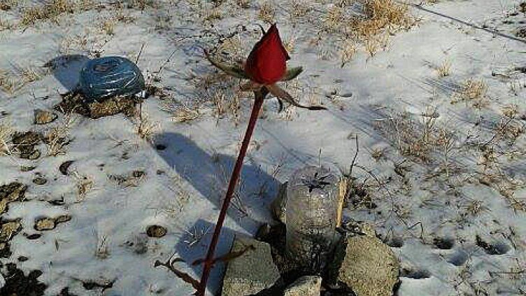 И роза цъфна сред снега във Варна