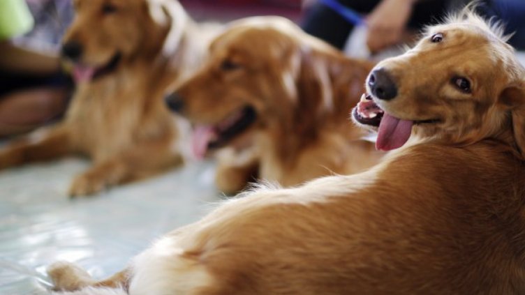 Куче спаси пияния си стопанин,  заведе линейка при него (ВИДЕО)