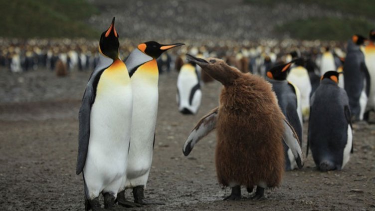 Климатичните промени обричат кралските пингвини на изгнание