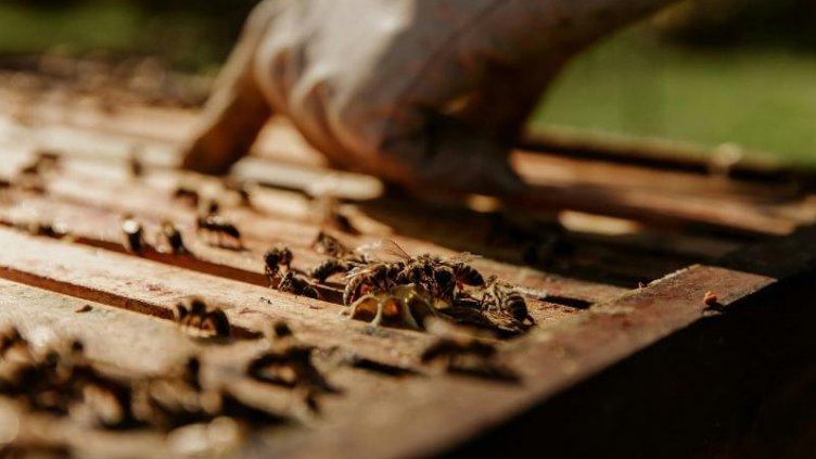 Пчелите са пазителите на биоразнообразието в света