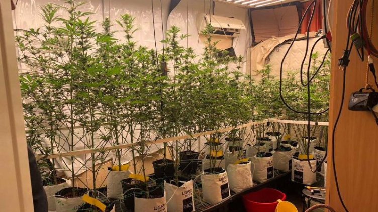 Варненецът с наркооранжерия в центъра остава в ареста