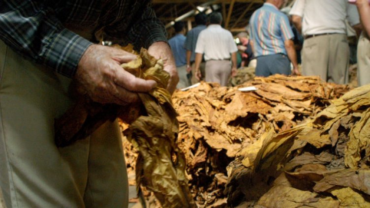 Удължава се срокът за вписване на тютюнопроизводителите в публичния регистър