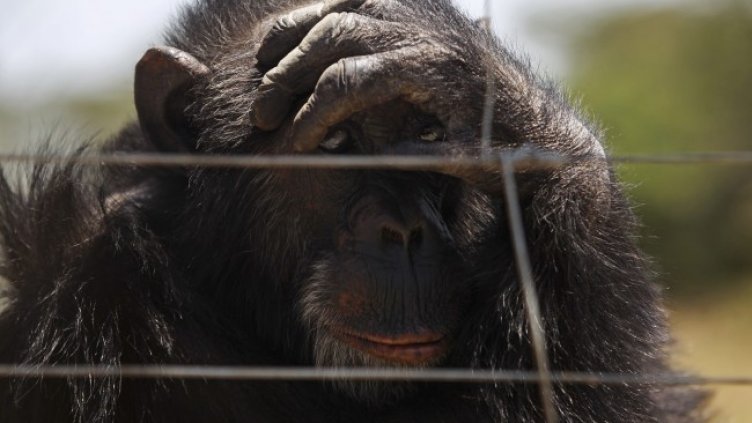Испания дава на маймуни човешки права