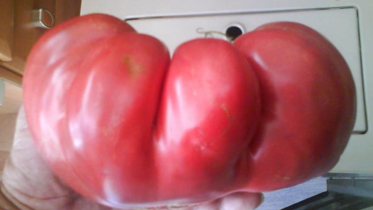 Откриха домат с по-голяма устойчивост срещу вредители