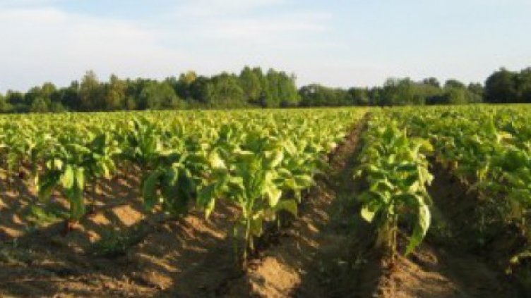 Гурбетчии: Започнат ли съкращения в Гърция, българите ще бъдем първи