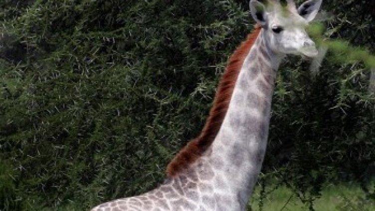 Заснеха рядък бял жираф в Танзания