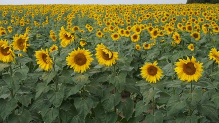 Обраха слънчогледовата нива на бивш зам.-министър на земеделието