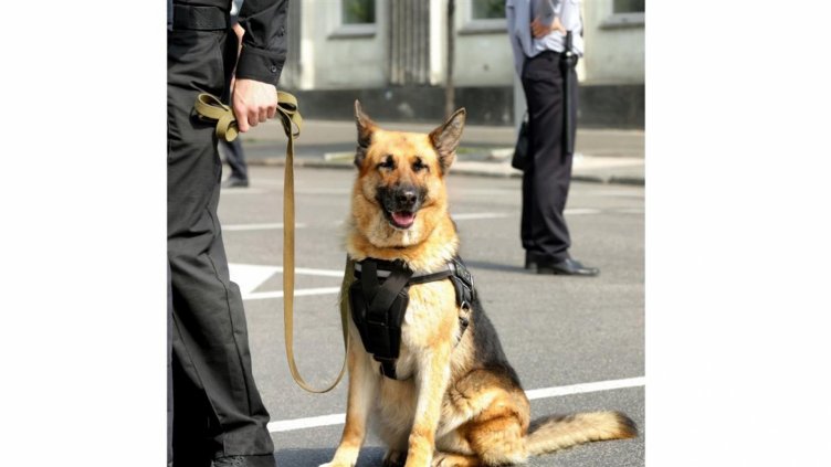 Полицейски кучета в игра на нерви между Виена и Анкара