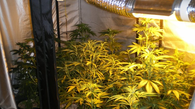 Разбиха наркооранжерия край Варна