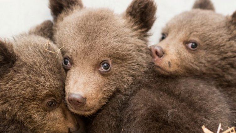 Майката на трите спасени мечета е в неизвестност