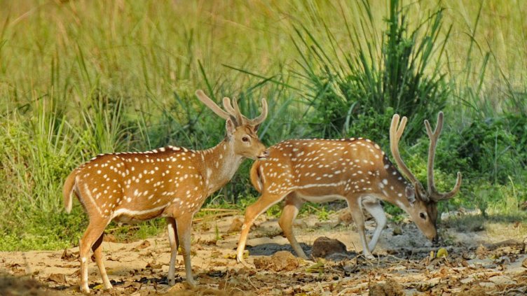 106 323 сърни тичат из БГ горите, най-много ги гърмят в Берковица