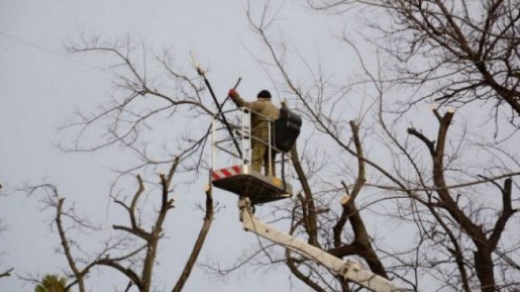 Премахват опасни дървета на улица "Карамфил" във Варна