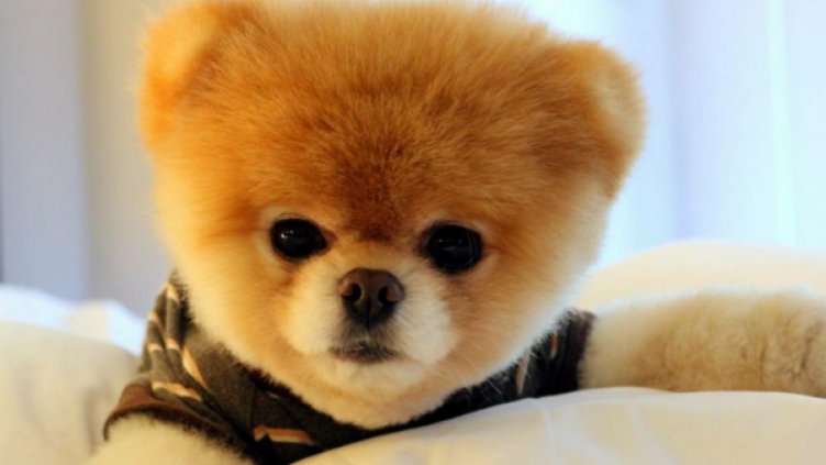 Научно доказано: Кучетата разбират и похвали, и забележки