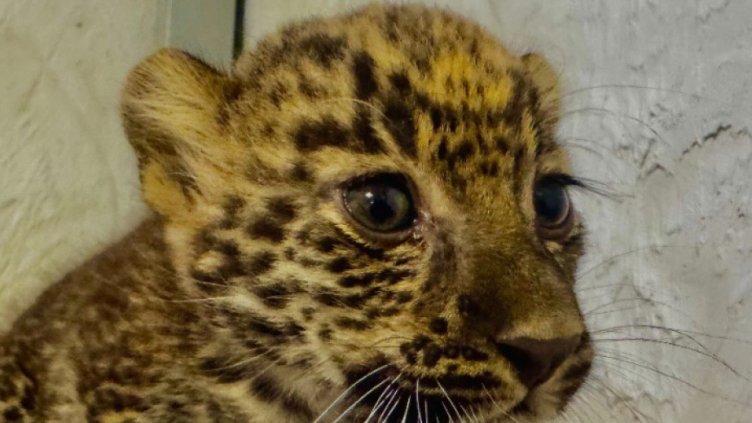 Най-малкото бебе в зоопарка във Варна вече прави първи крачки