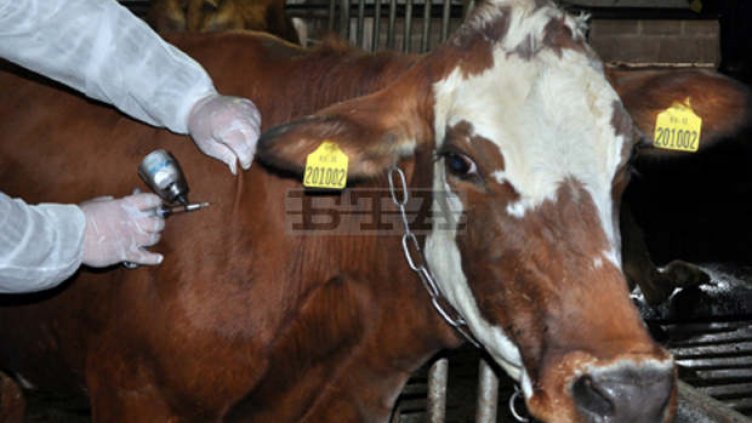 В Разградско започва ваксинирането срещу дерматит