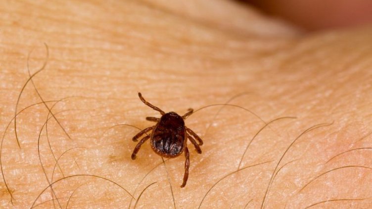 Кърлежи ухапаха 11 души за седмица във Варна