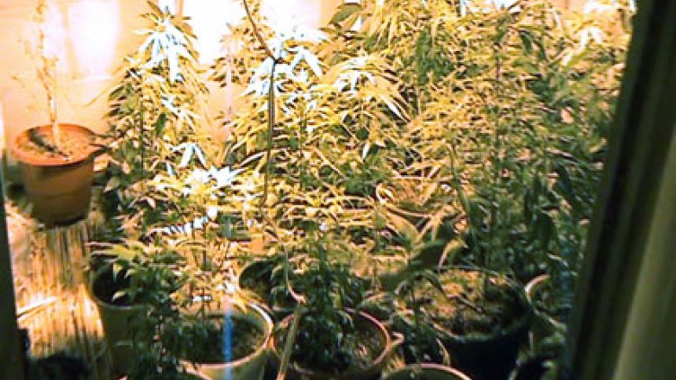 Разбиха домашна оранжерия за марихуана във Варна