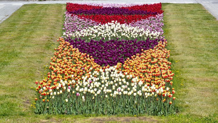 47 000 лалета радват варненци в Морската градина (СНИМКИ)