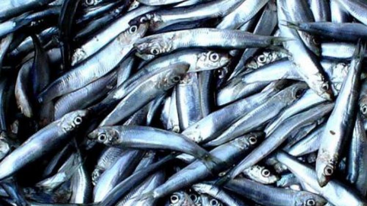 Цаца с опасно съдържание на олово откриха на българския пазар