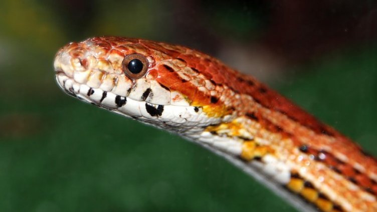 Царевичен смок изкара акъла на минувачи на Червения площад във Варна