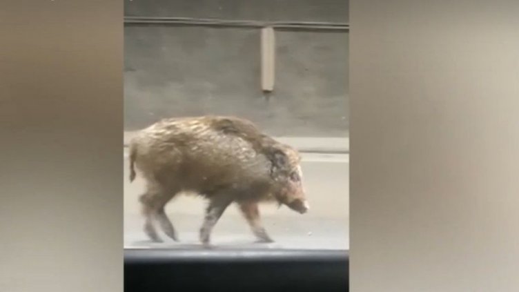 Глиган се разходи в тунел "Витиня" на АМ "Хемус"