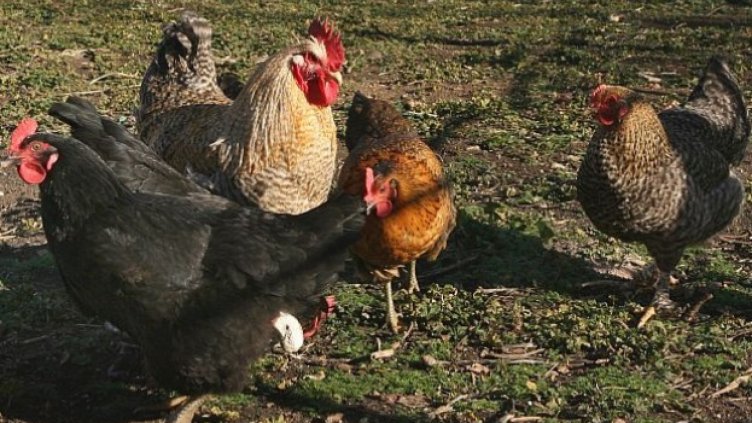 Откриха птичи грип в Пловдивско