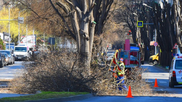 Санитарна сеч на ул.&quot;Пирин&quot; във Варна (СНИМКИ)