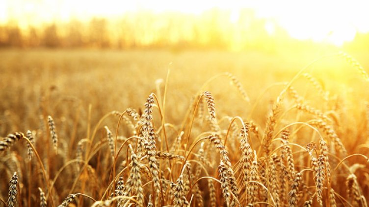 Освободиха Иванка Багдатова-Мизова от поста зам.-изпълнителен директор на ДФ „Земеделие“