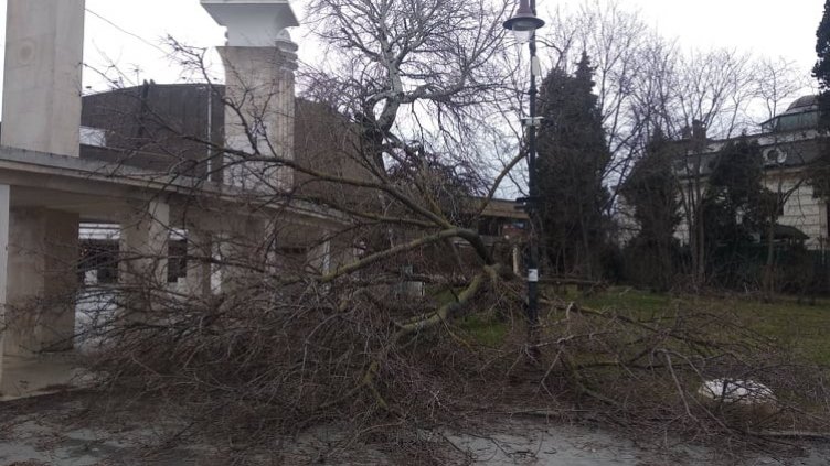Бурният вятър събори дървета във Варна