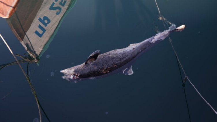 Войната в Украйна мори делфините в Черно море