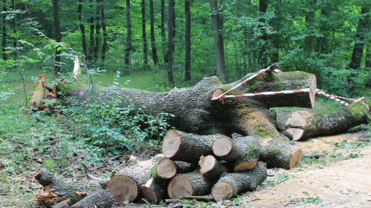 Горските извършиха над 800 проверки в Североизтока