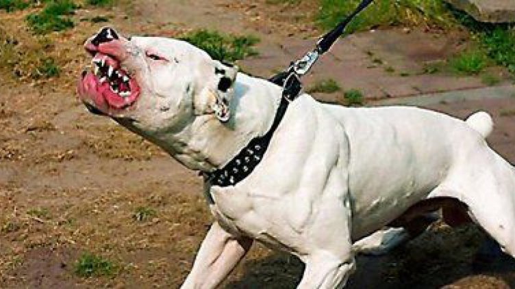 Агресивни питбули нахапаха мъж, собствениците избягаха 