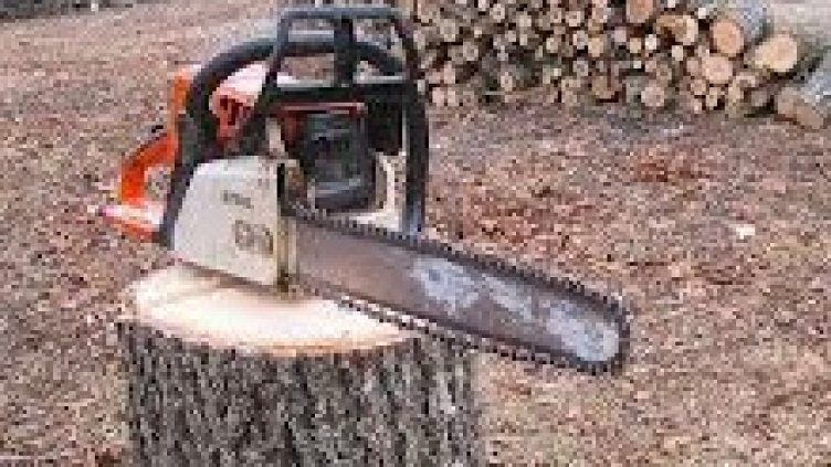 Регионалната дирекция по горите: Сечта на Паша дере e законна