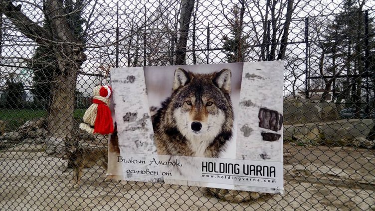 Холдинг Варна осинови вълче от варненския зоопарк