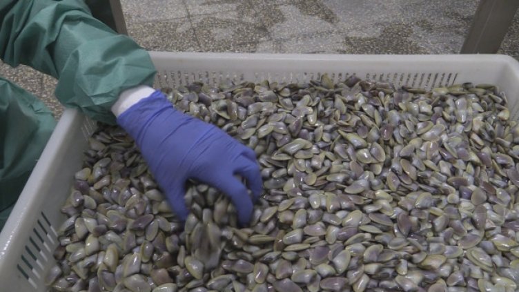 Рибари искат регламент за събирането на бяла мида