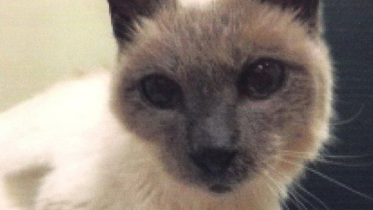 Почина най-възрастната котка в света