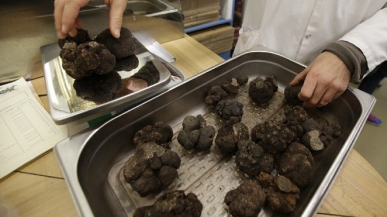 В България ще се отглежда черен трюфел в плантации