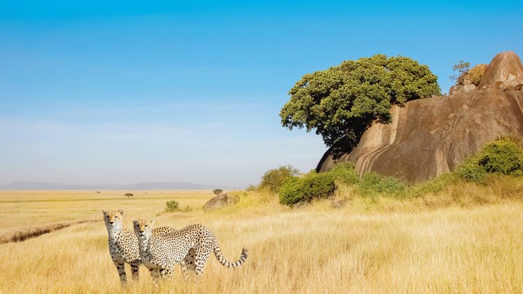 Задължителната карантина за Африка прецака и чартърите до Египет и Тунис