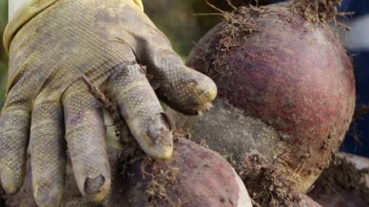 С кои зеленчуци можем да очистим организма?