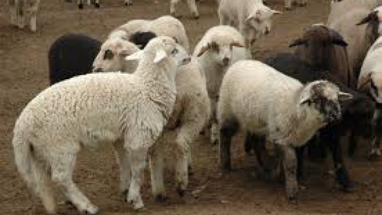 Мъж ще лежи 3 месеца за кражба на агне