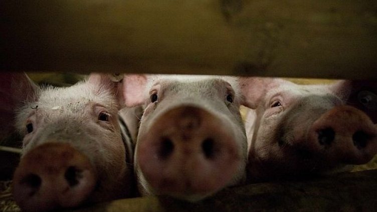 Въвеждат превантивни мерки заради Африканска чума по свинете