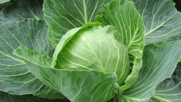 За какво помага и на какво вреди зелето?